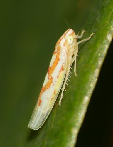 Zygina sp.